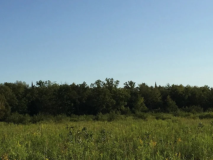 Wooded area on west field LR.jpg