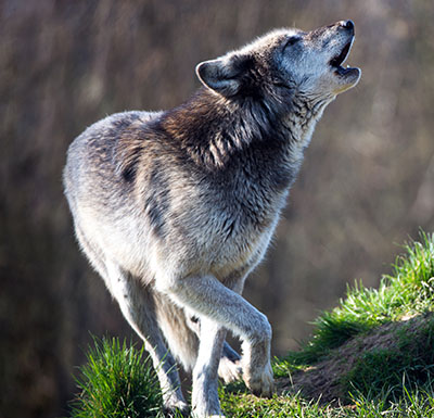 DID YOU KNOW? Wolves are an essential keystone species. - Living with Wolves