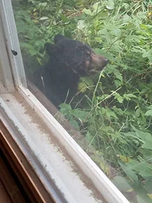 backyard bear 3 LR.jpg