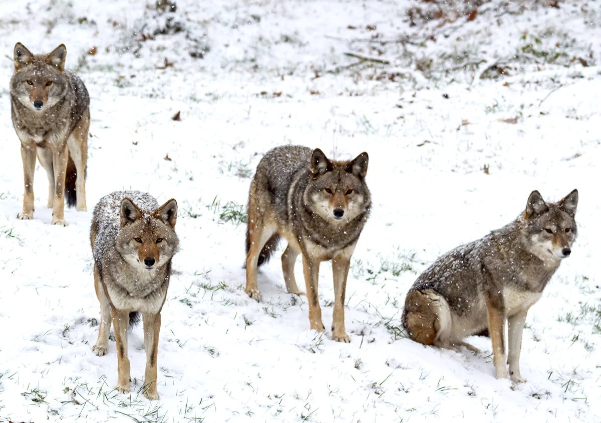 coyote blog B v2.jpg
