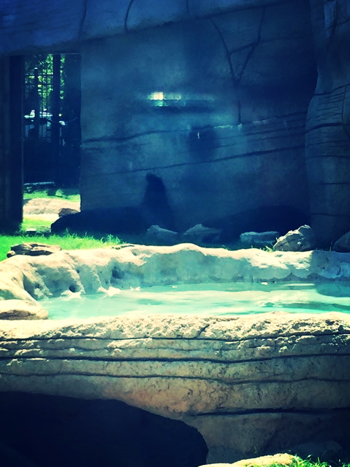 One of the bears has her leg up in an IDGAF attitude. You go, bear.