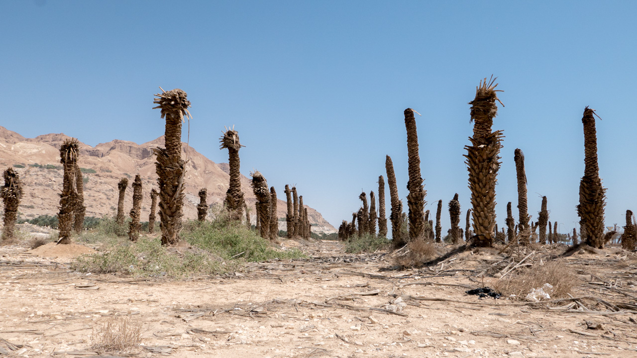 Ein Gedi