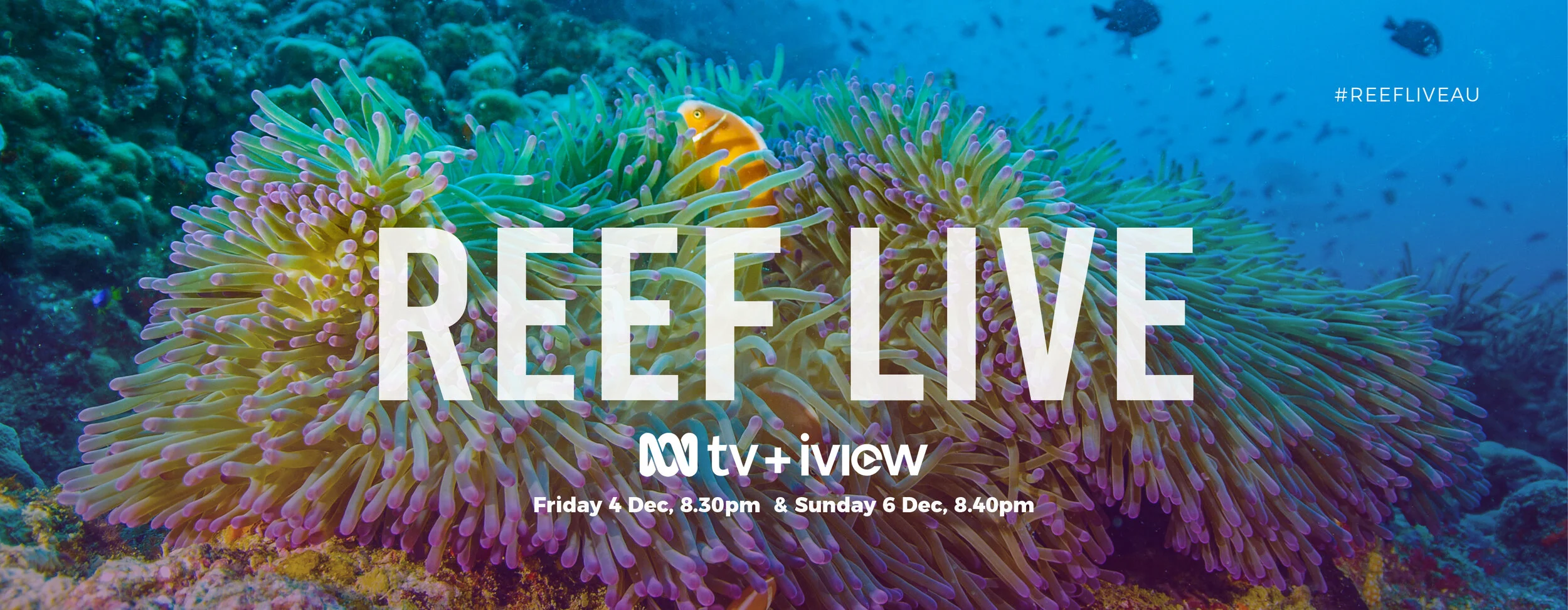 Reef Live: Coral spawning comes to TV, like the spectacle of a live grand final