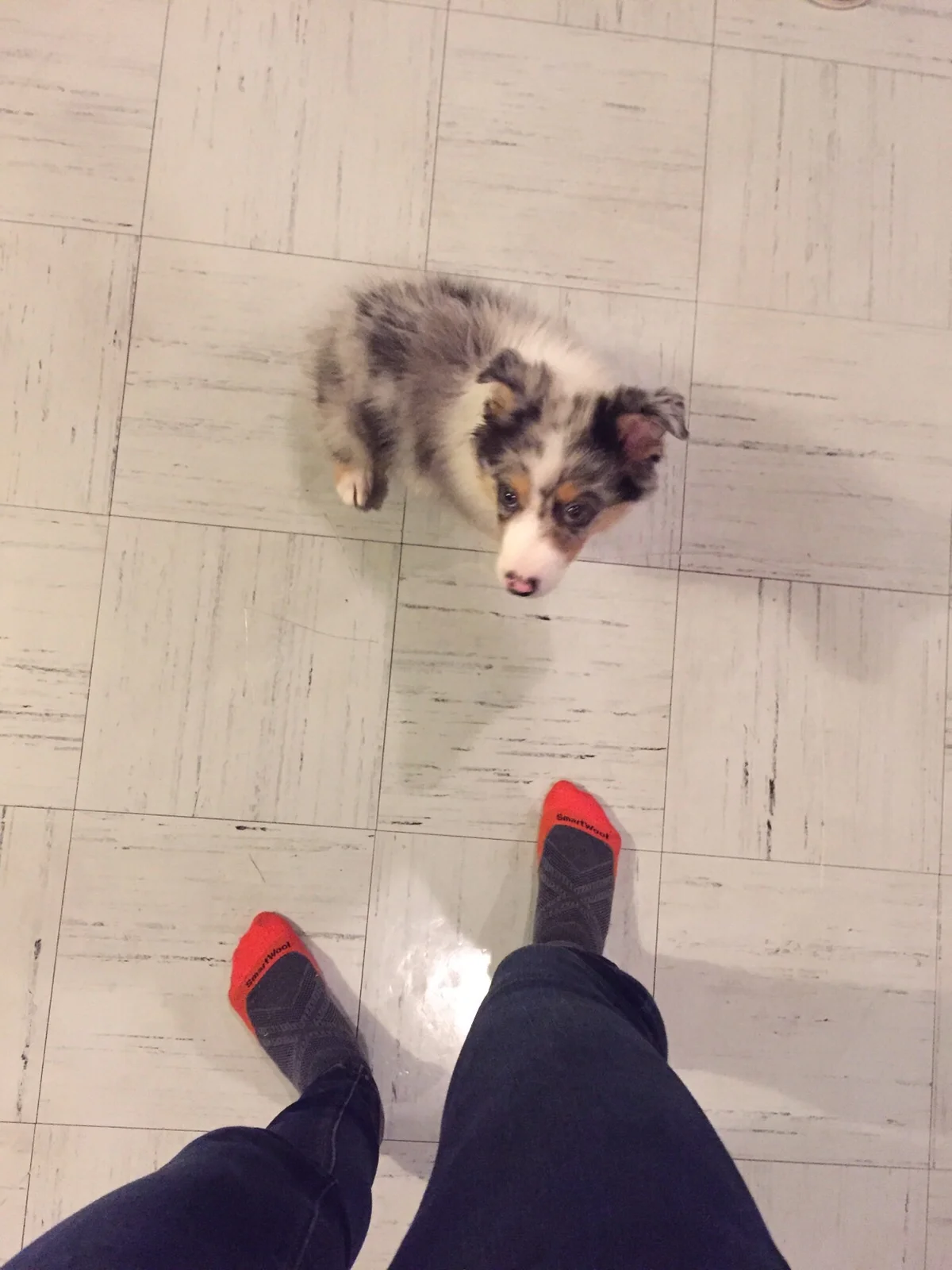 Lylo, our host Imran's cute puppy!