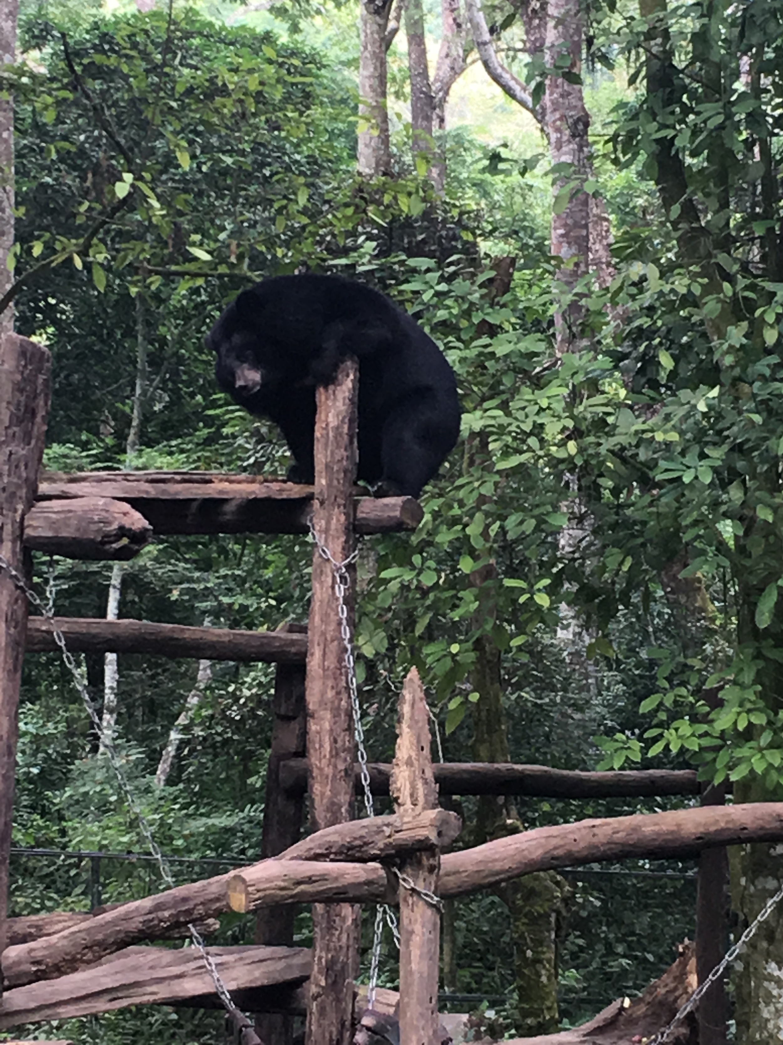 Moon Bear at Tat Kuang Si waterfall