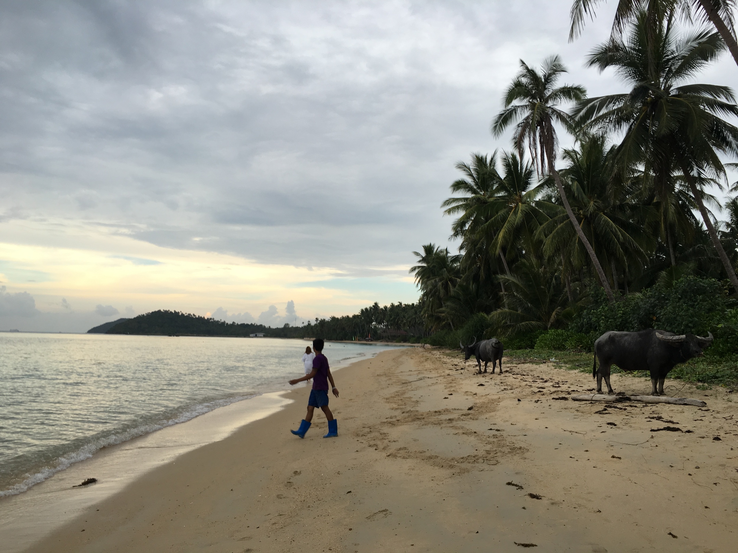 Buffalo on beach