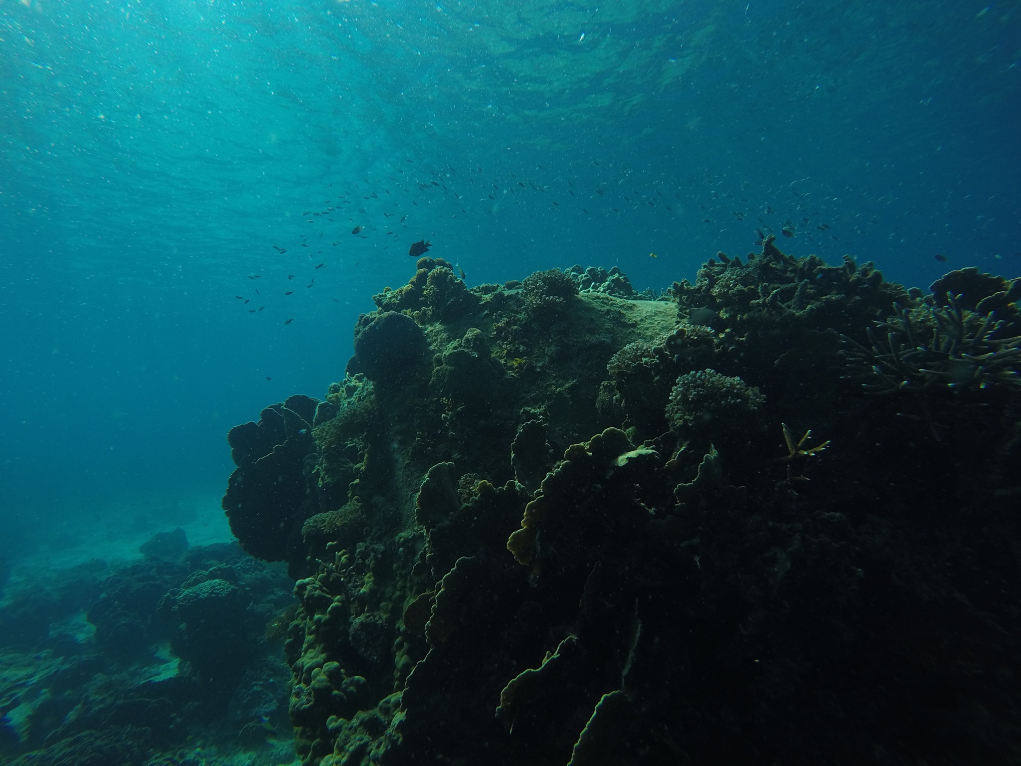 Snorkeling