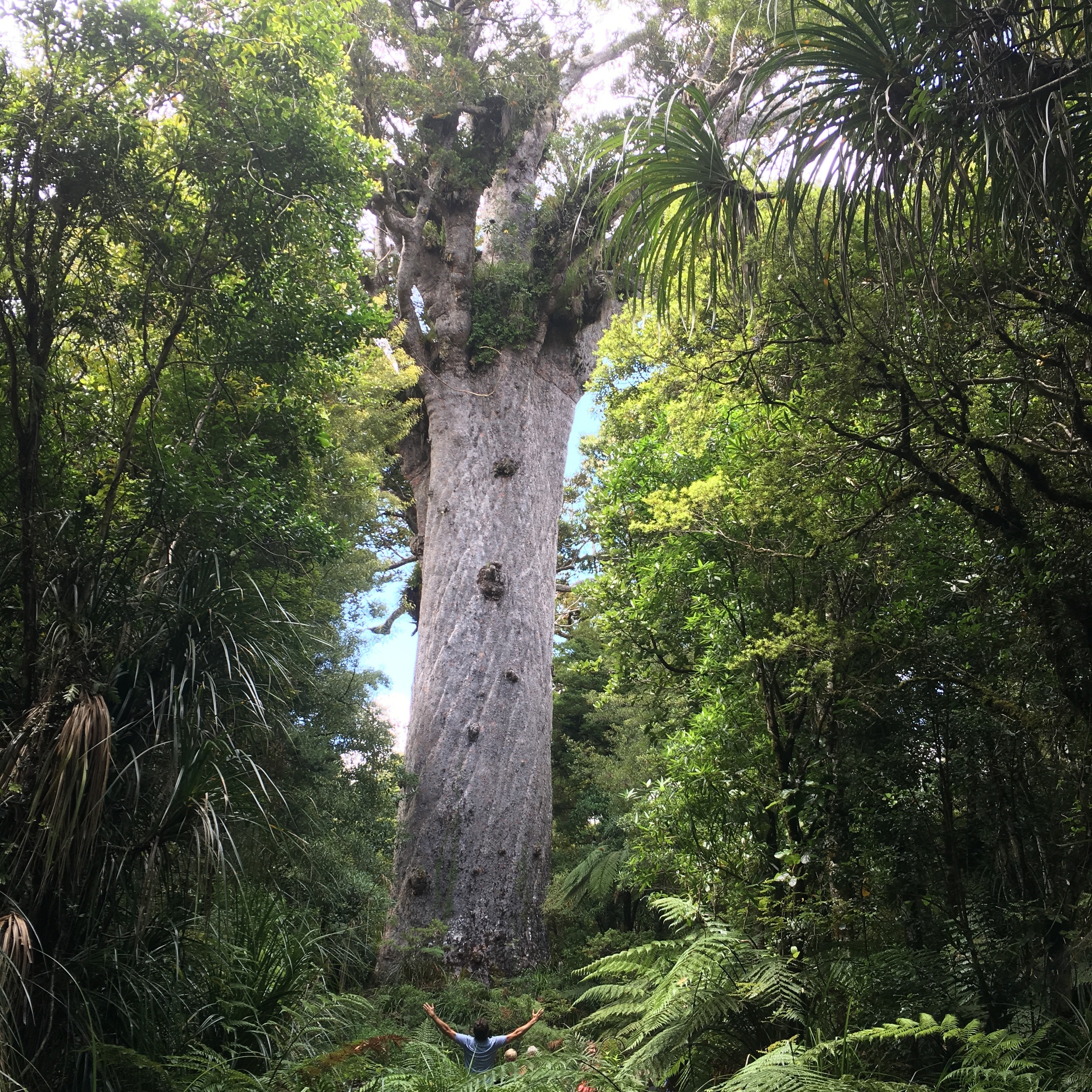 Tane Mahuta