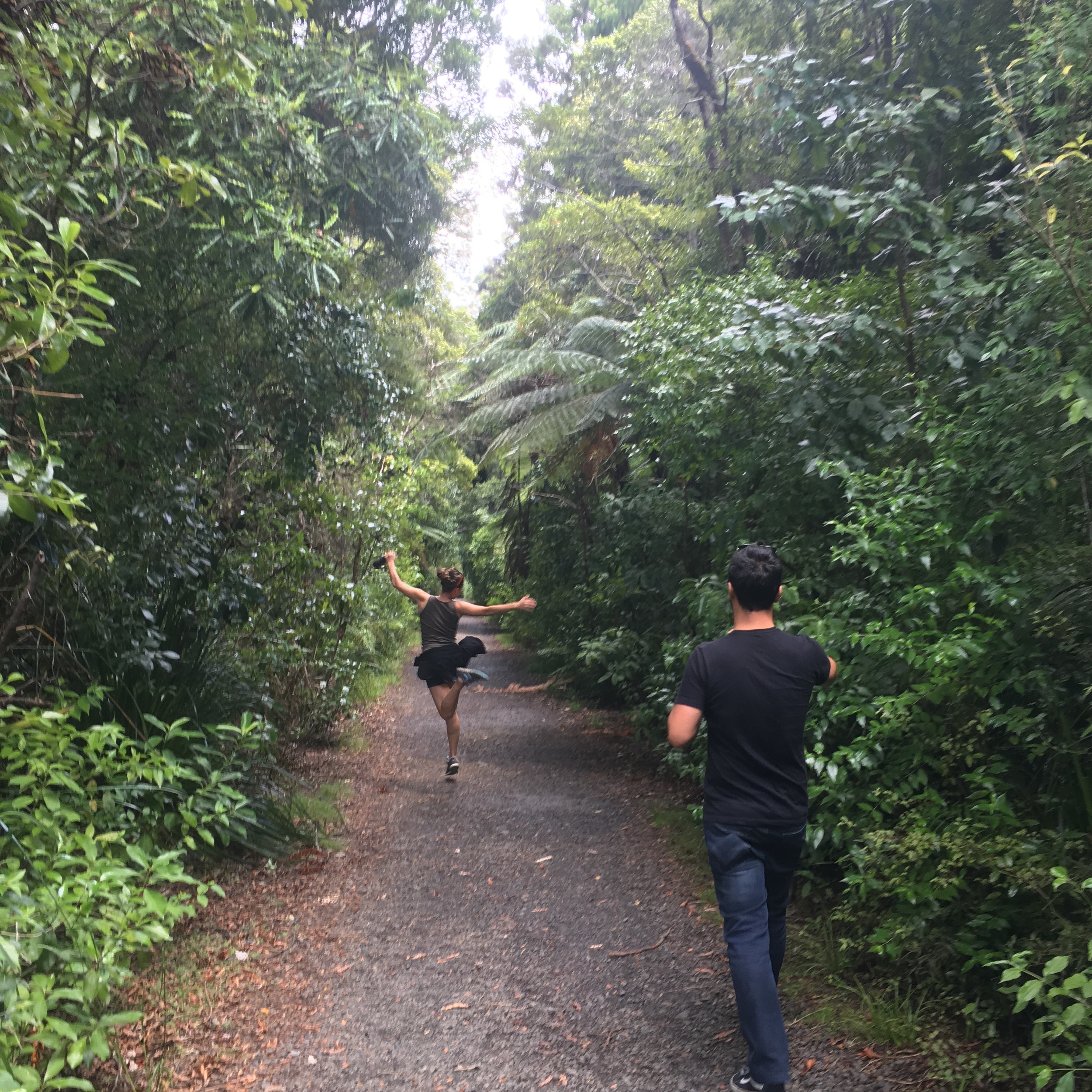 Kauri tree walk