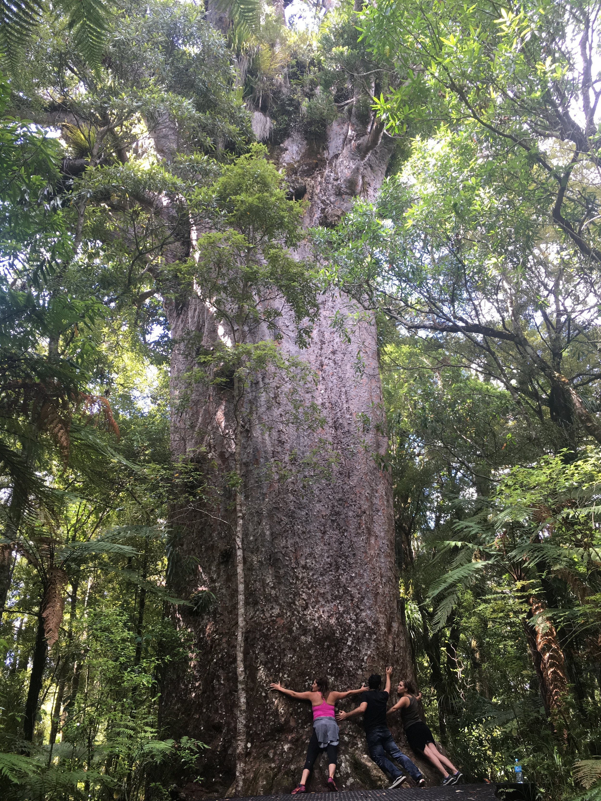 More tree hugging