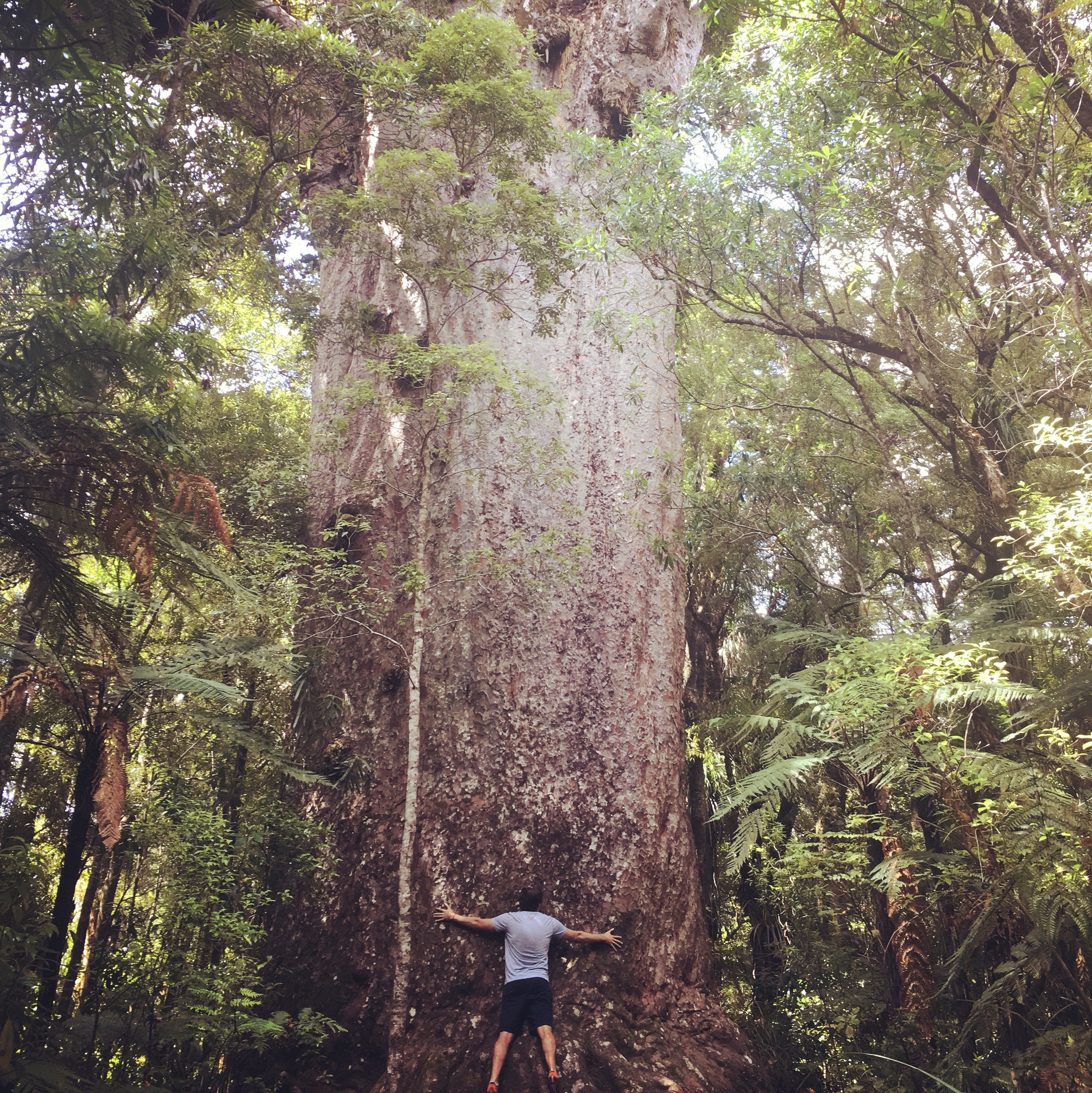 Tree hugging