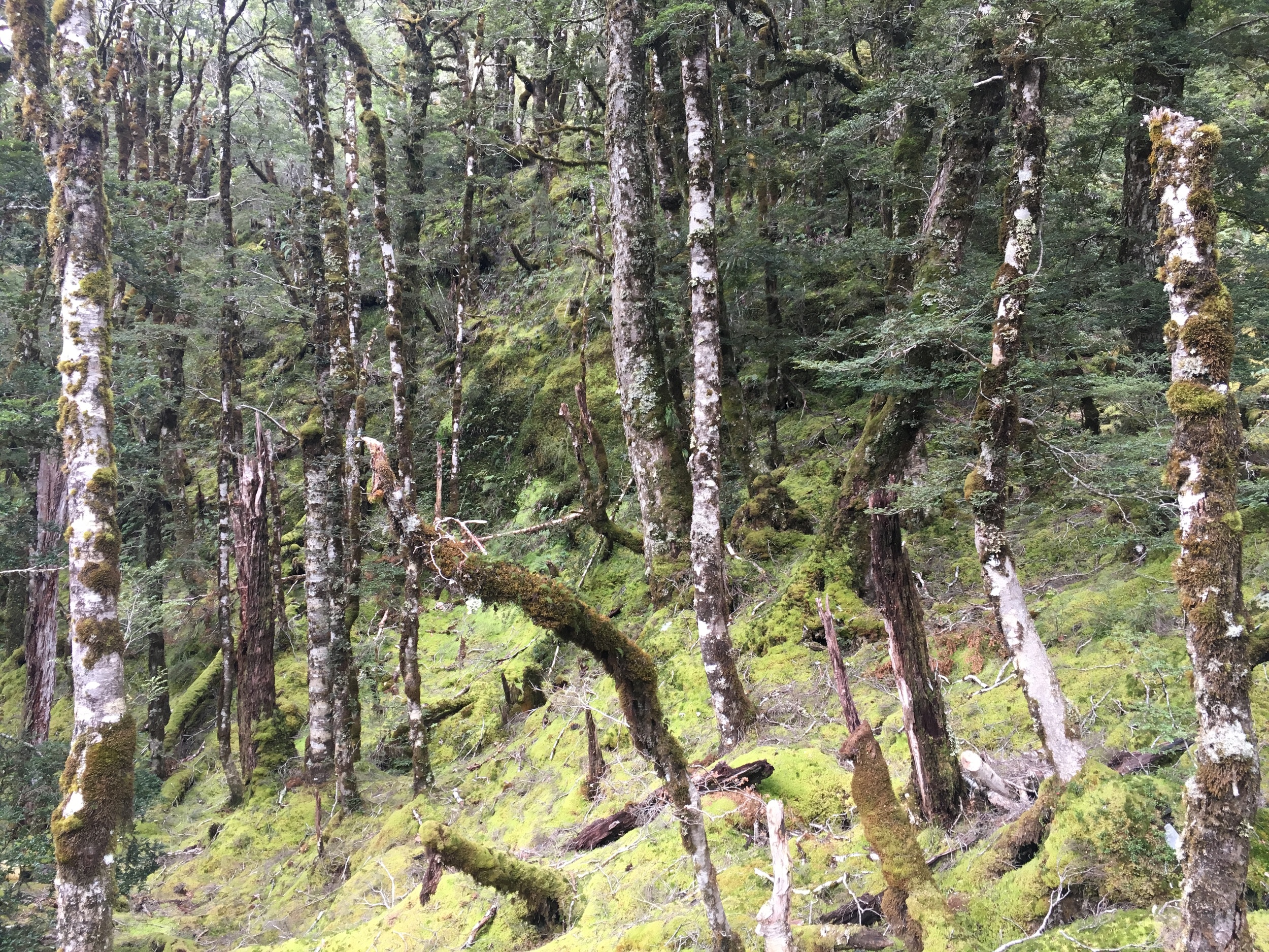 Haast Pass Hike