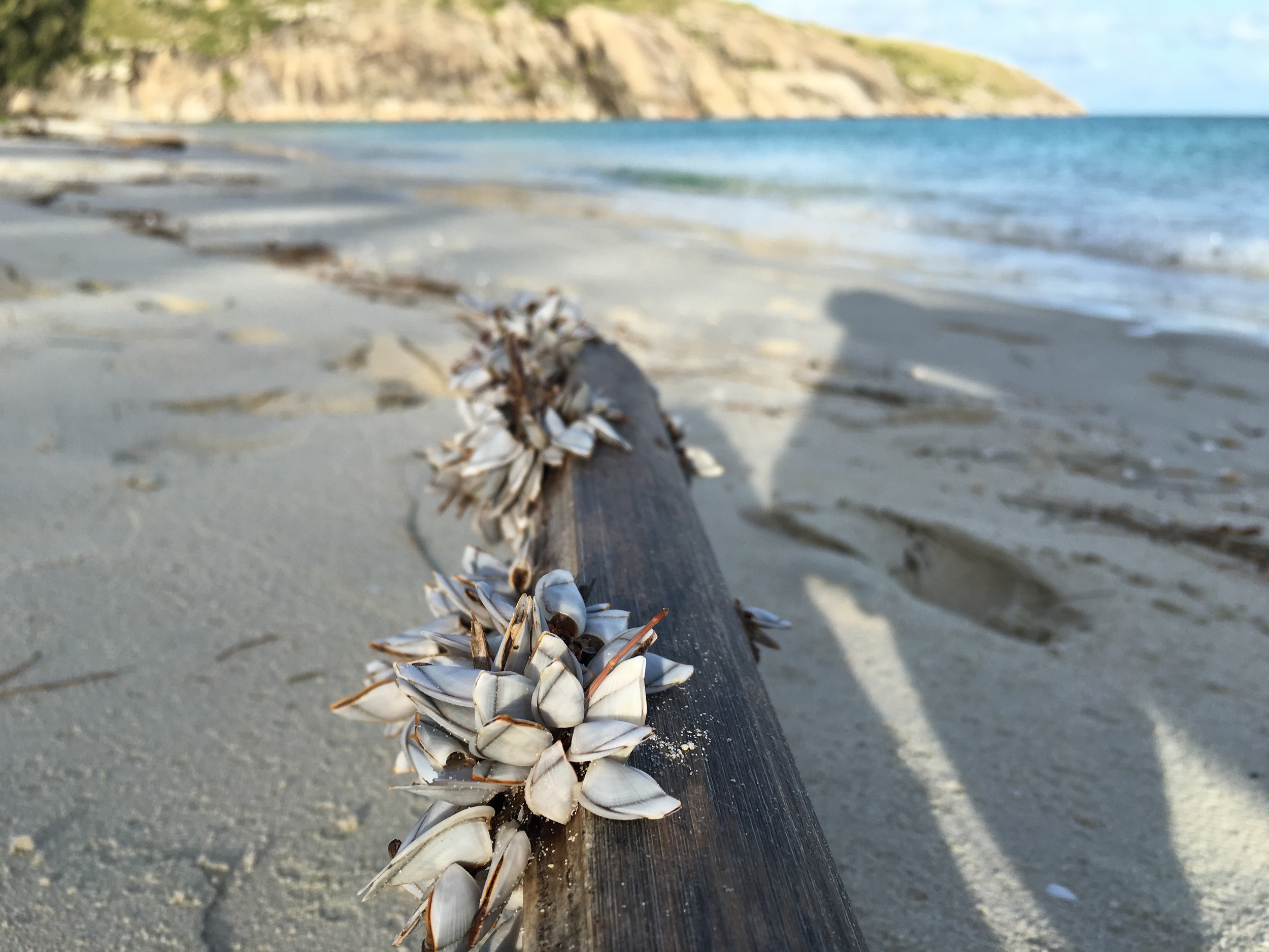 Lizard Island