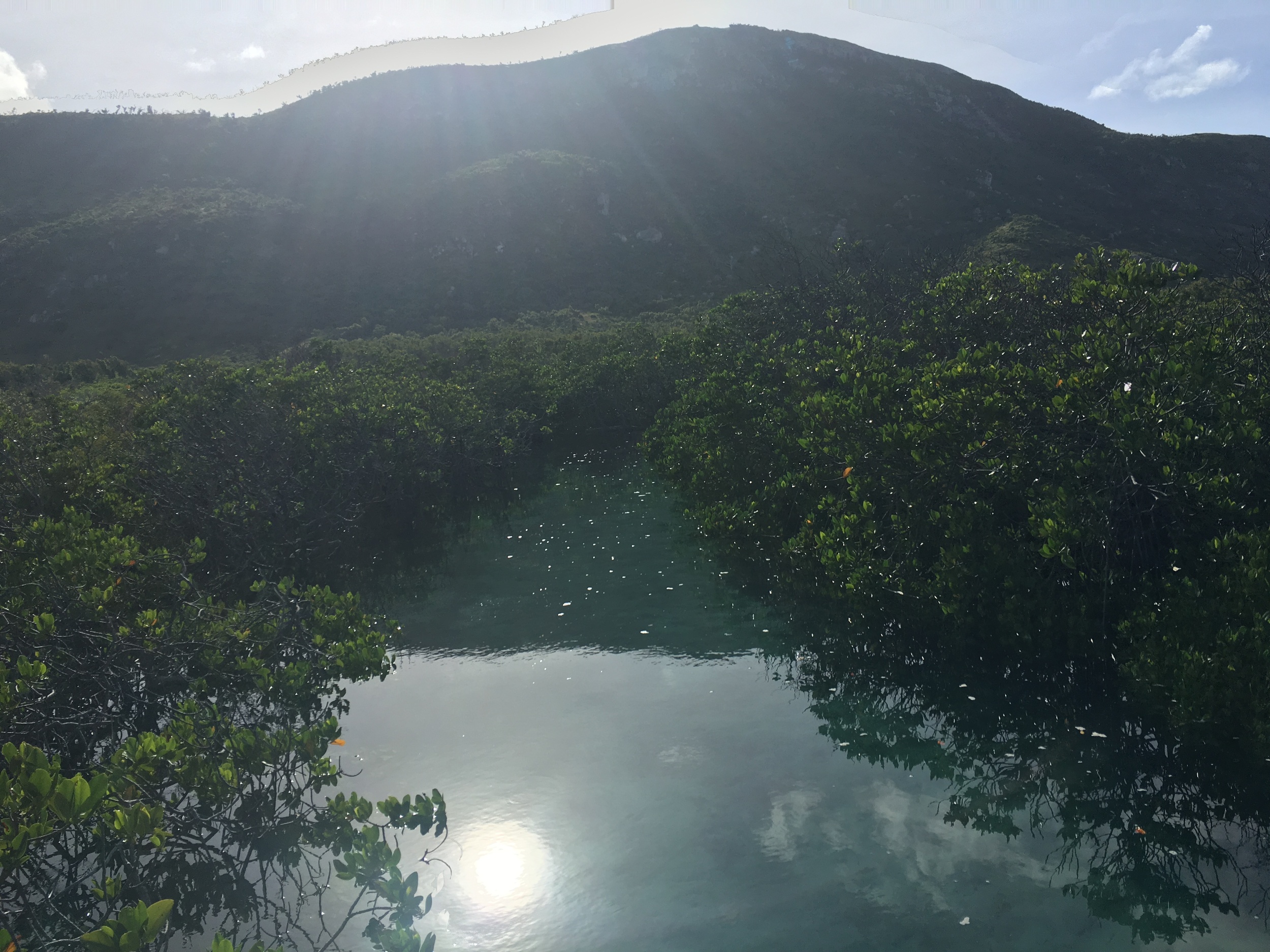 Lizard Island mangroves