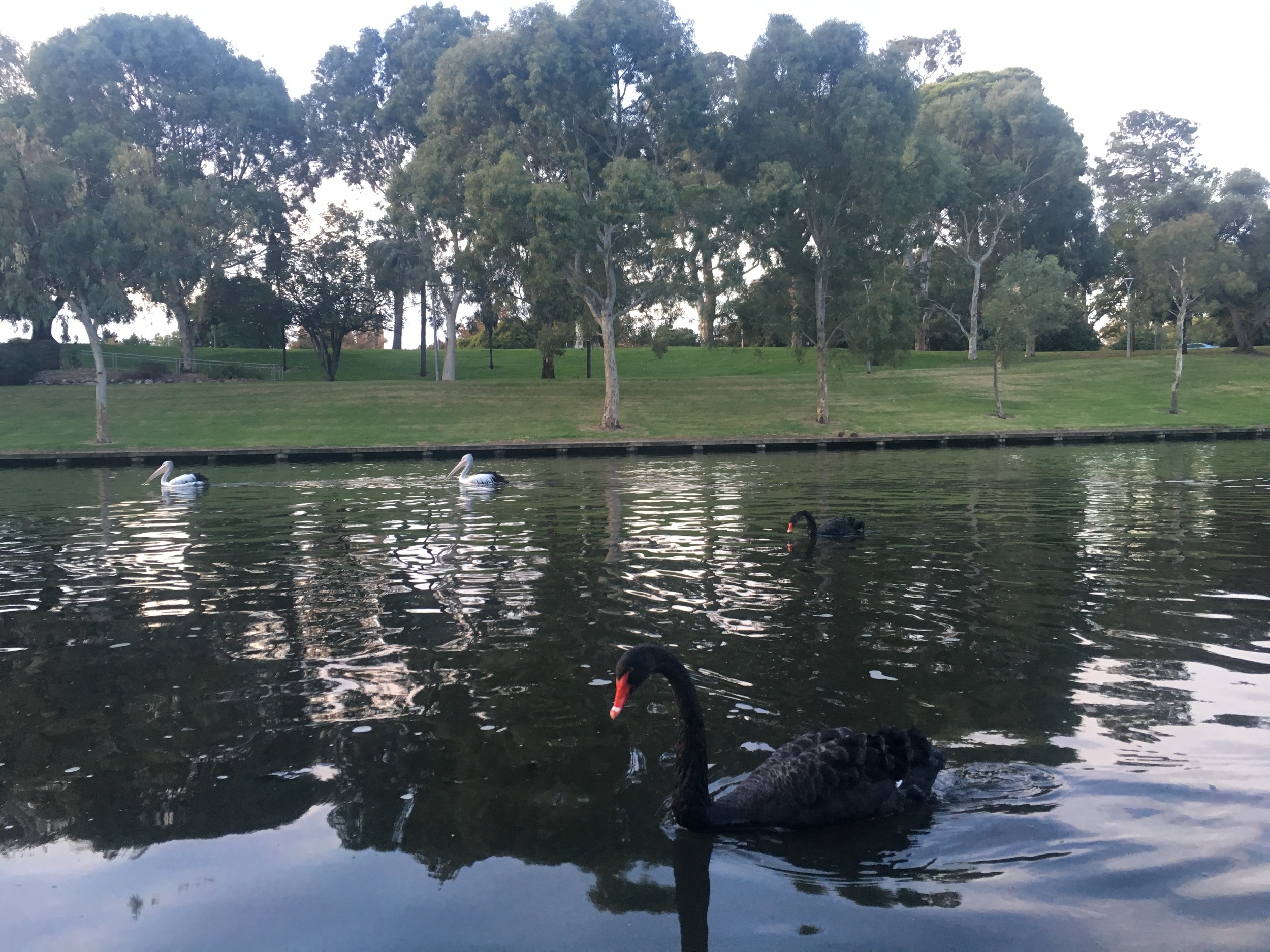 Literally two black swans at once