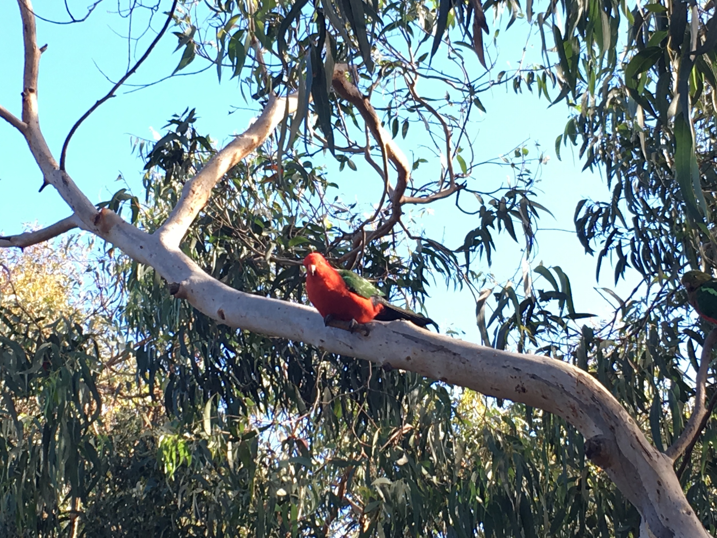 Birds of Australia