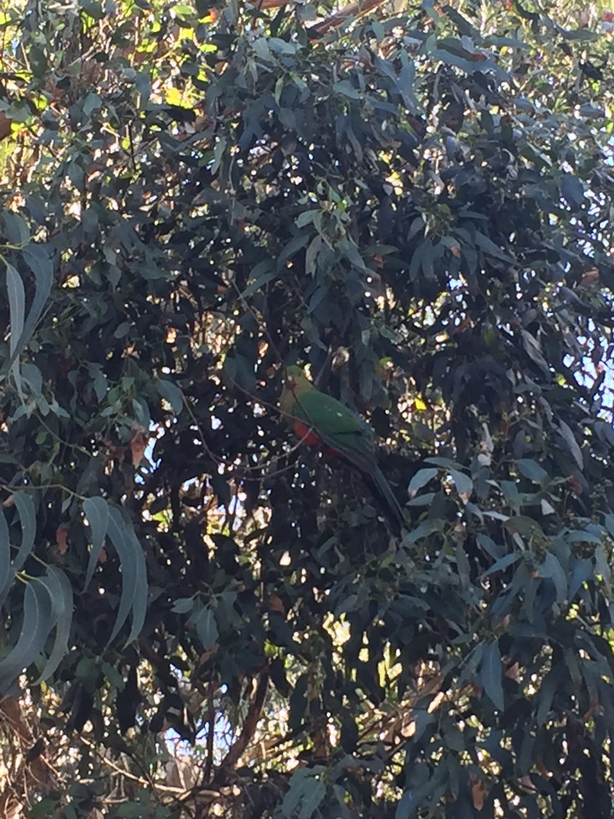 Birds of Australia