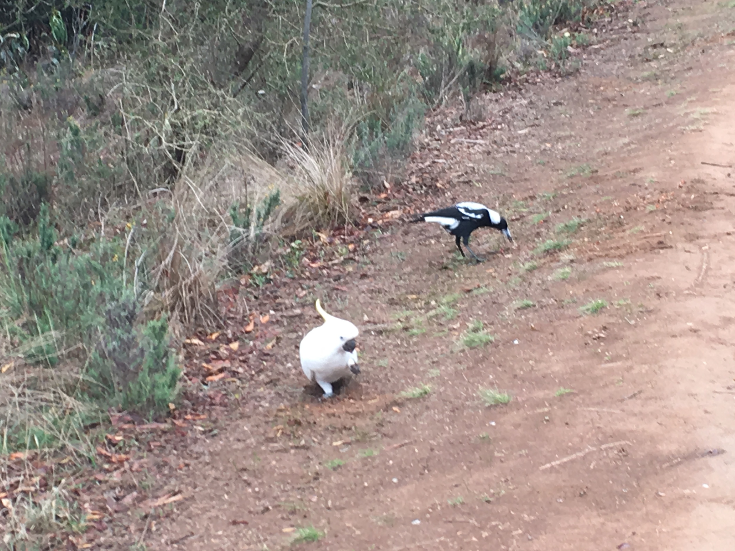 Cockatoo