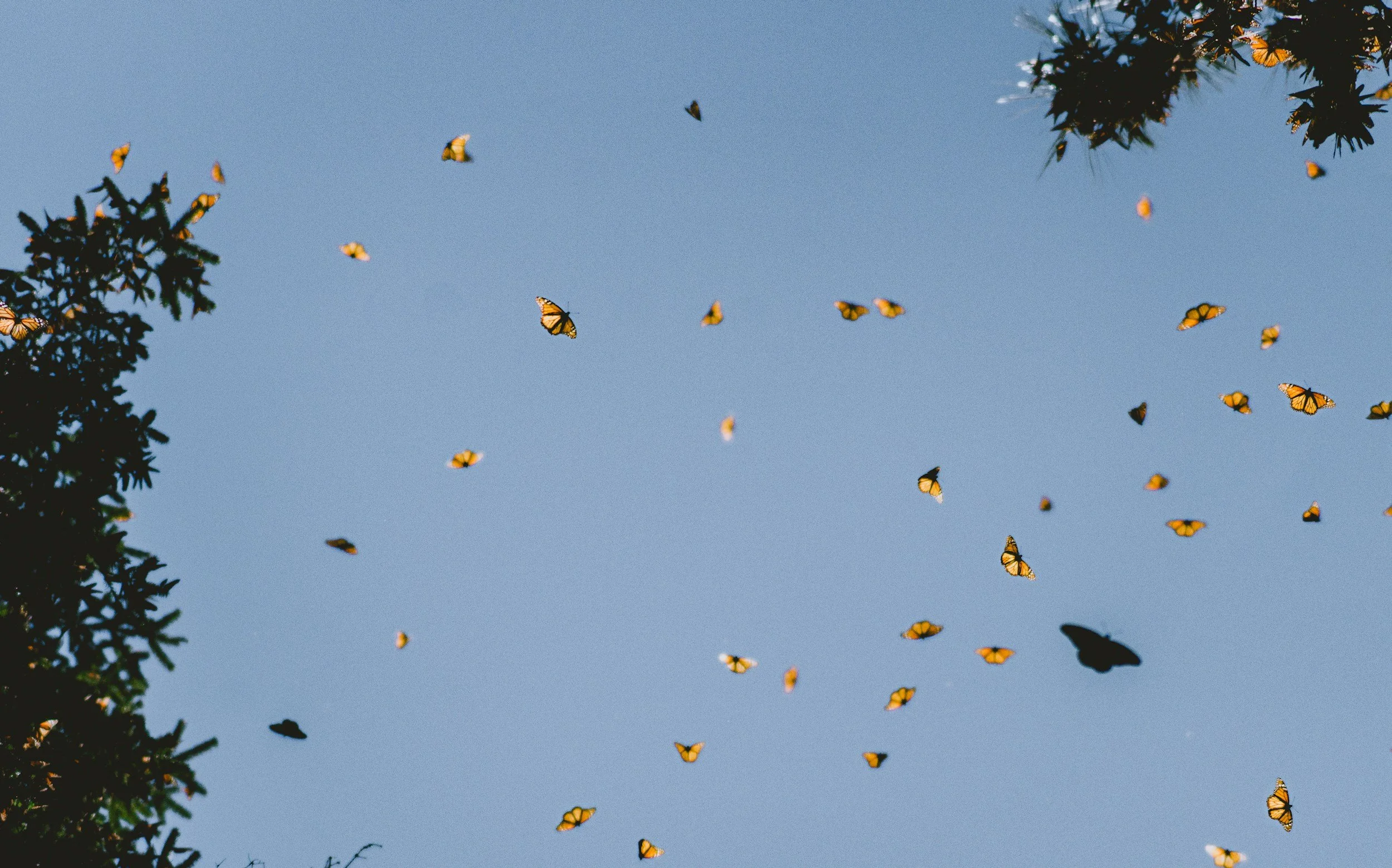 Arizona - Butterfly Release