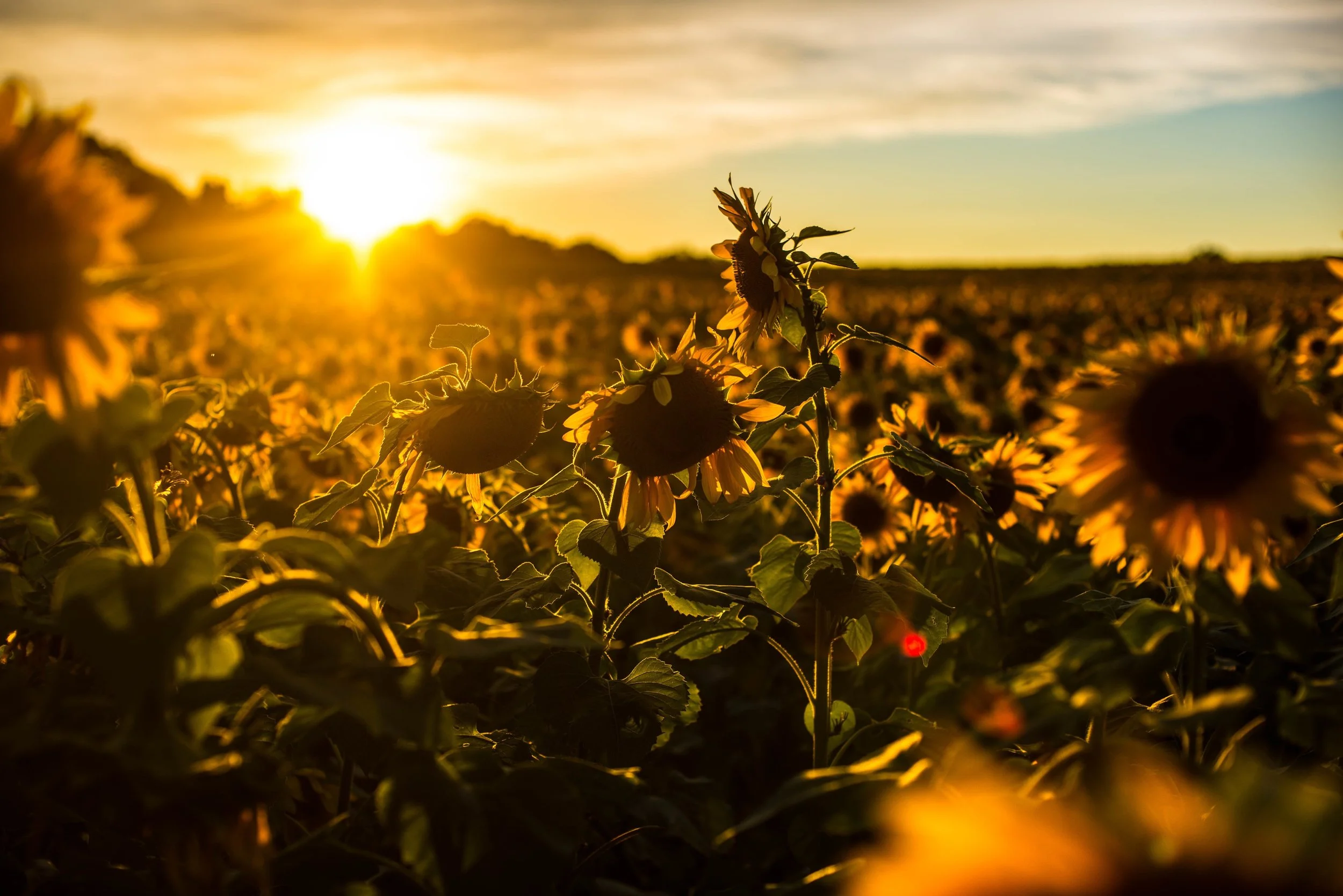 clear-jet-cleaner-future-sunflowers.jpg