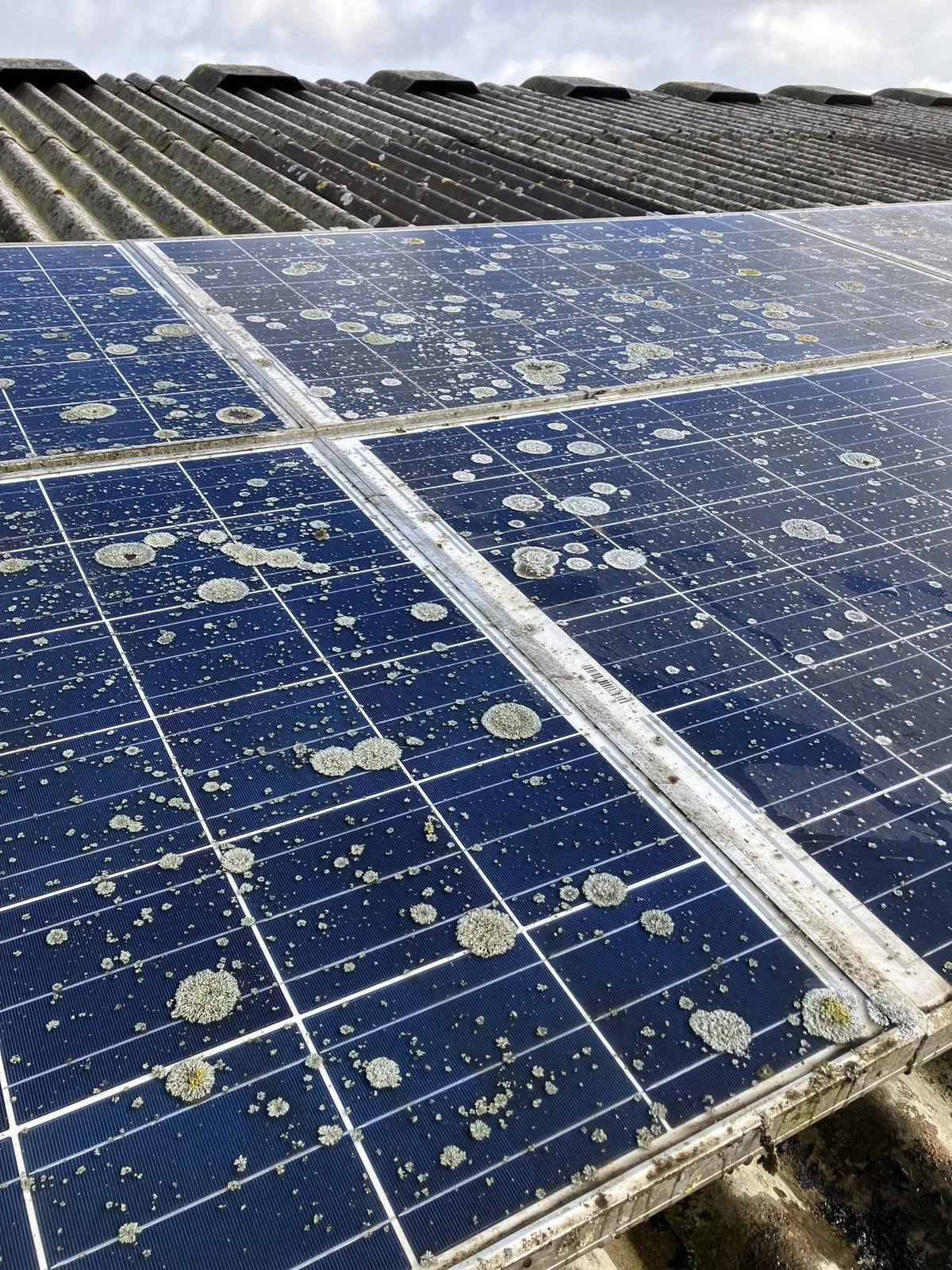 solar-panel-lichen-before-cleaning.jpg