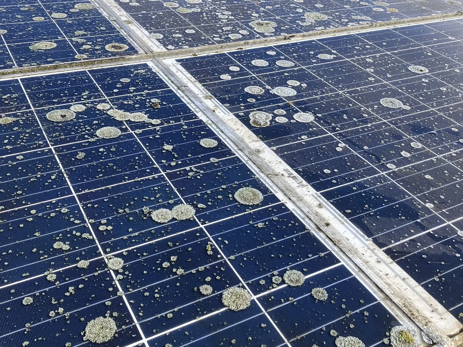 solar-panel-lichen-closeup-before-cleaning.jpg