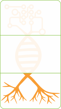 Logo_Roots_Web_RGB.png