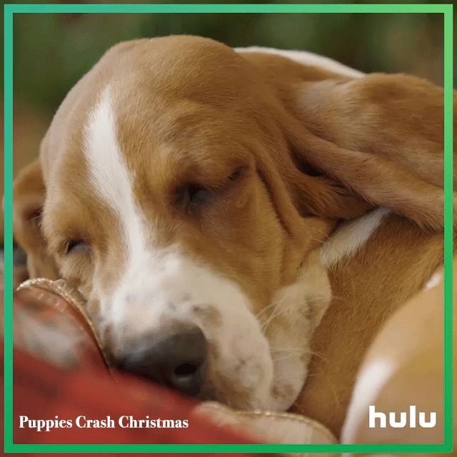 Hulu_Puppies_GIF_bernard_table_1x1_gfx_3.gif
