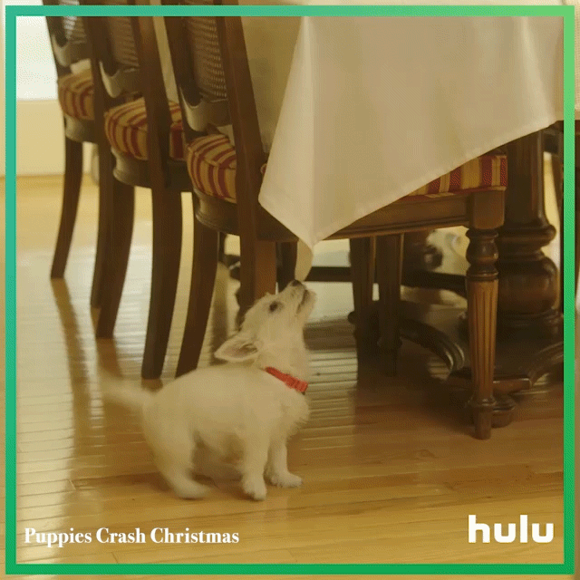 Hulu_Puppies_GIF_bernard_table_1x1_gfx_4.gif