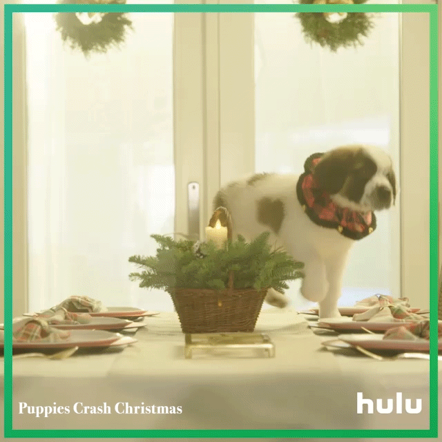 Hulu_Puppies_GIF_bernard_table_1x1_gfx.gif