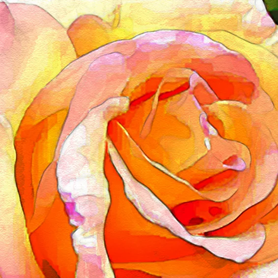 Peace Rose 8x8.jpg