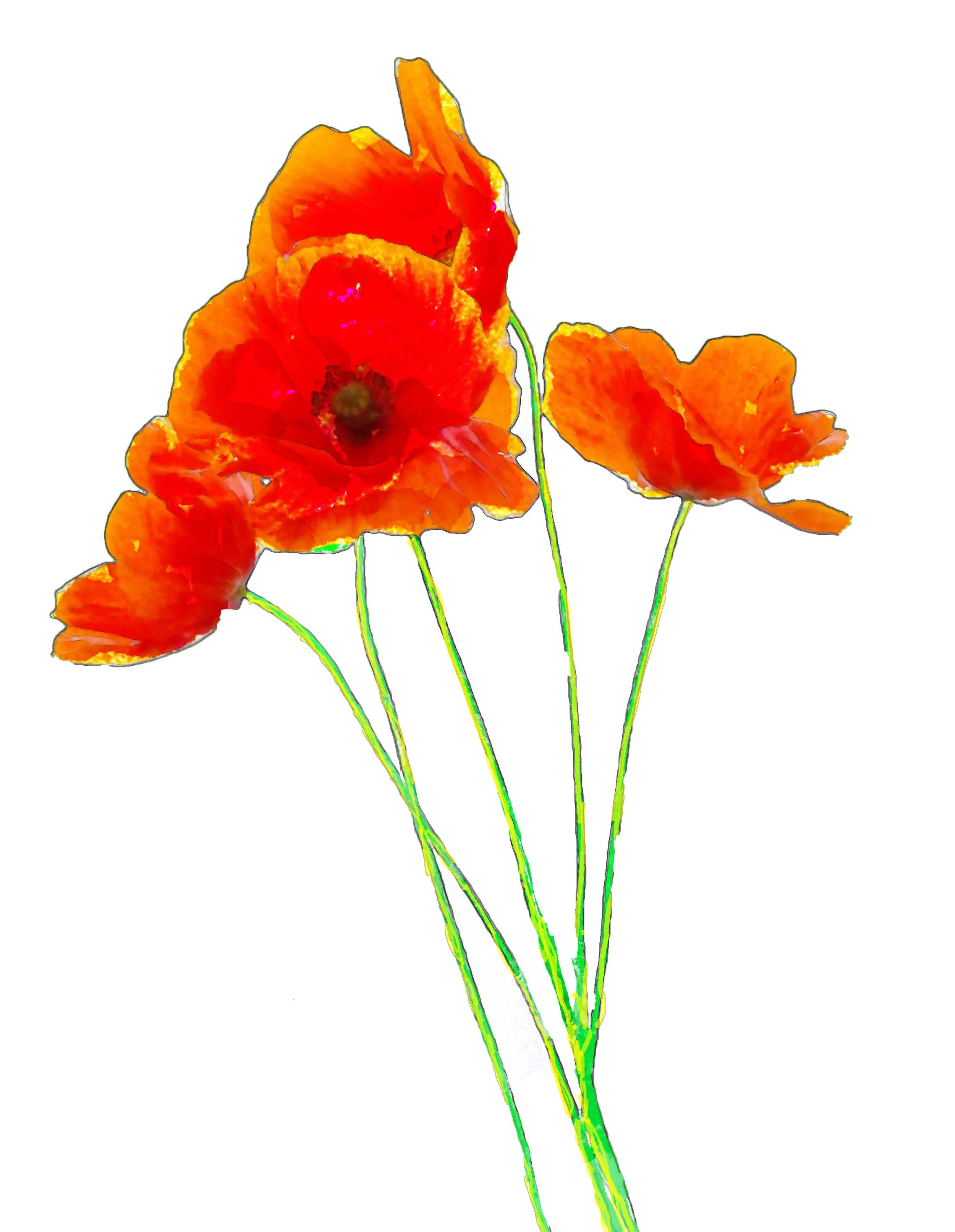 Poppies unsigned.jpg