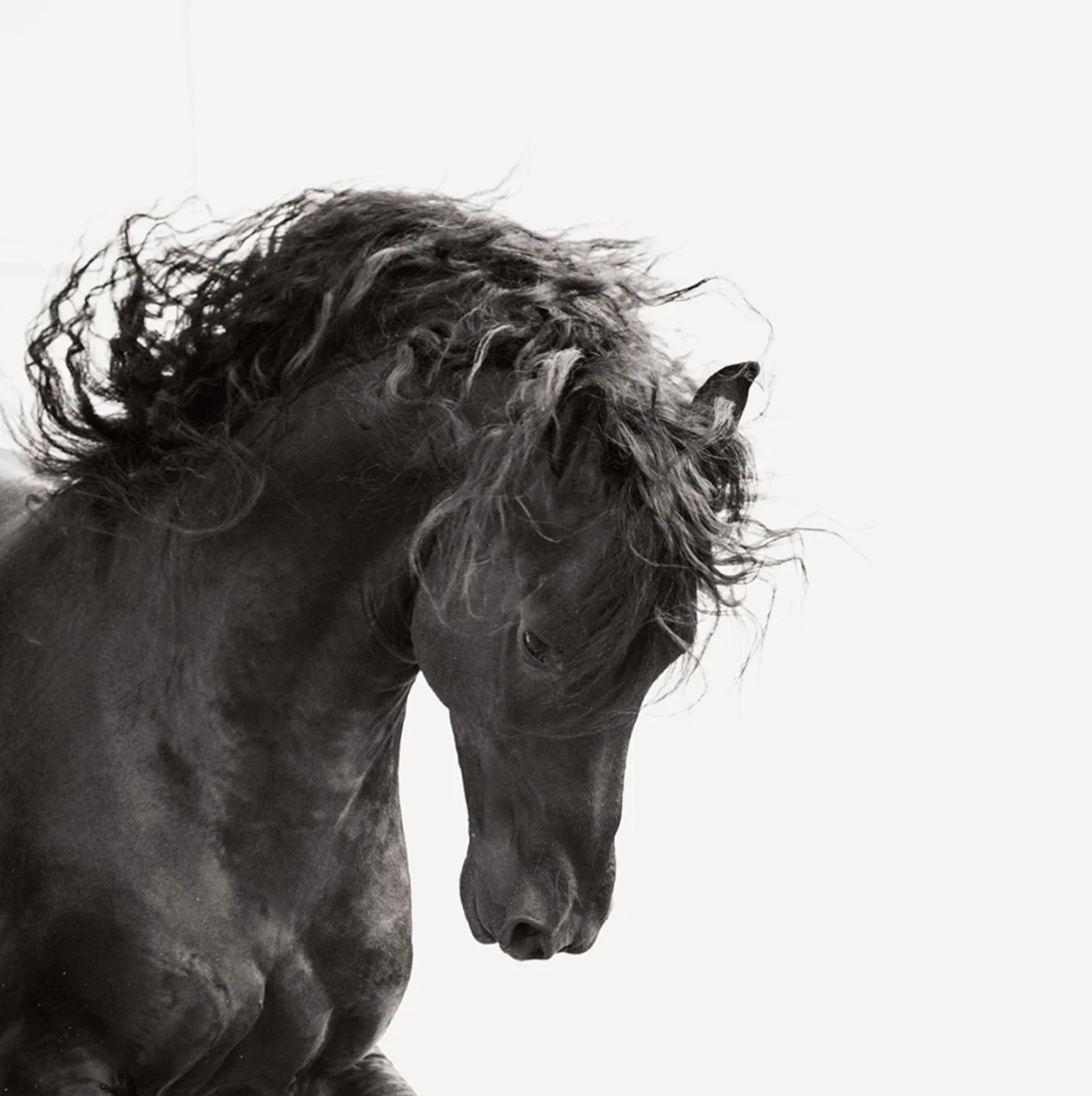 Dark Horse V 105cm x 105cm Ltd Edition of 12 - 6 remaining