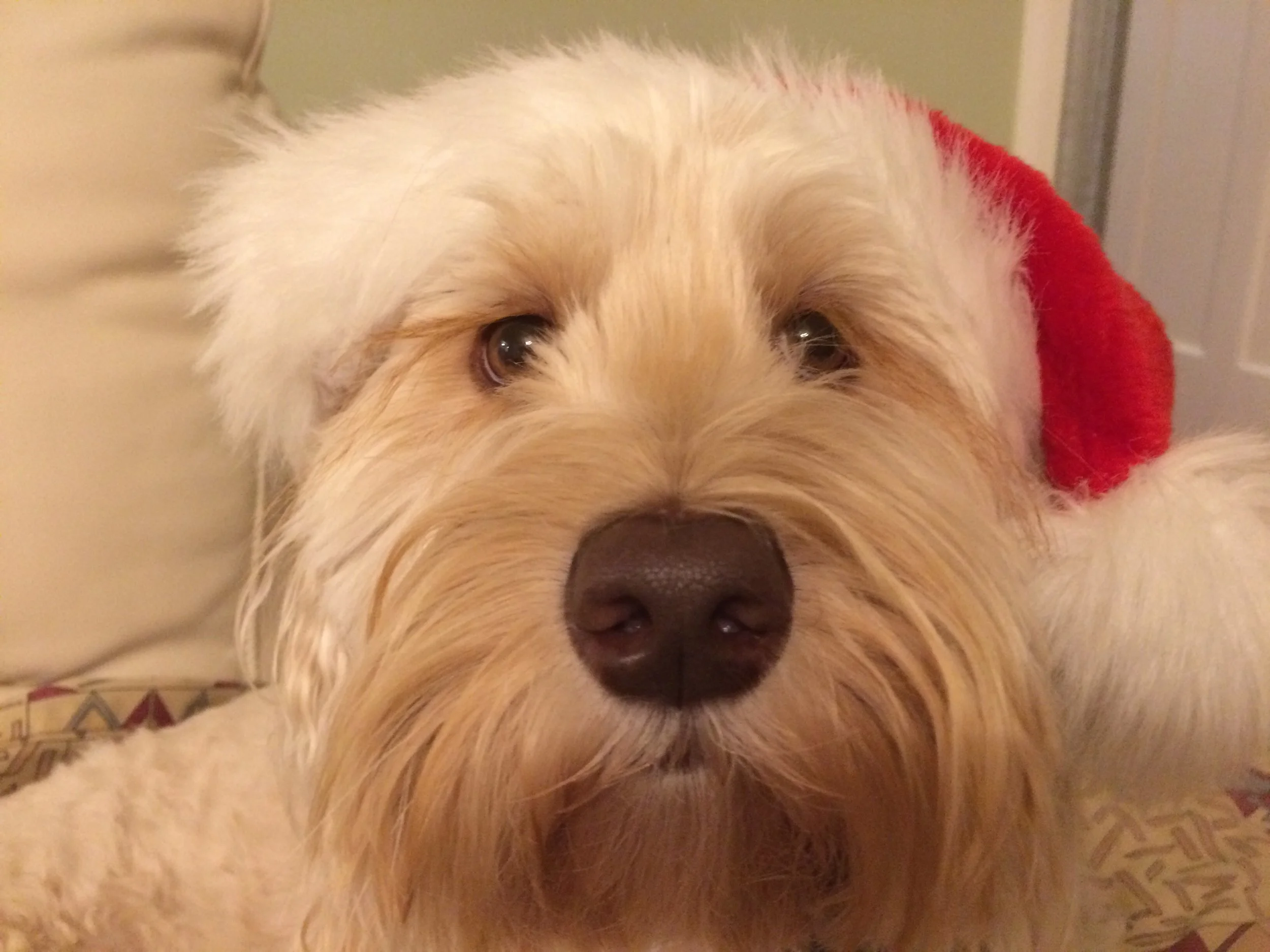 Christmas 2017 Rosie.jpg