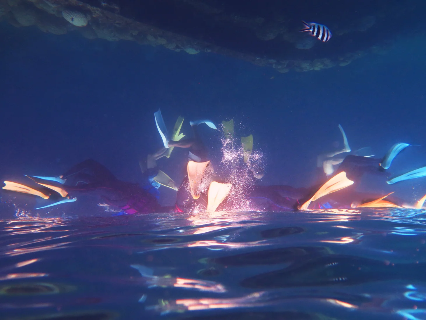 ZOOX Super Blue RAYS U スーパーブルーレイズ 海水魚 照明 ZOOX Super Blue RAYS U スーパーブルーレイズ 海水魚 照明 ZOOX Super