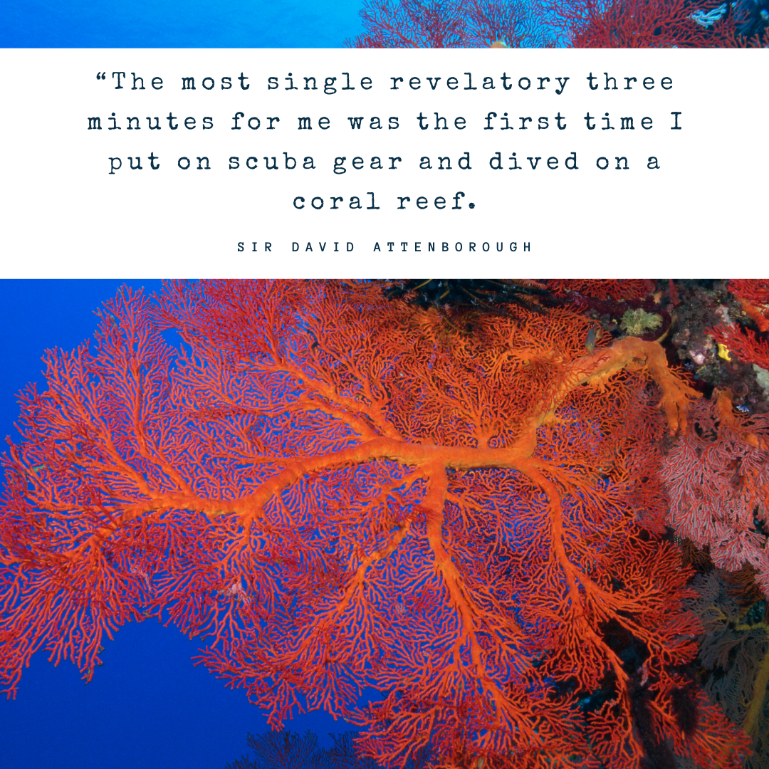 Blog Our Favourite Ocean Quotes — The ReefWorld Foundation