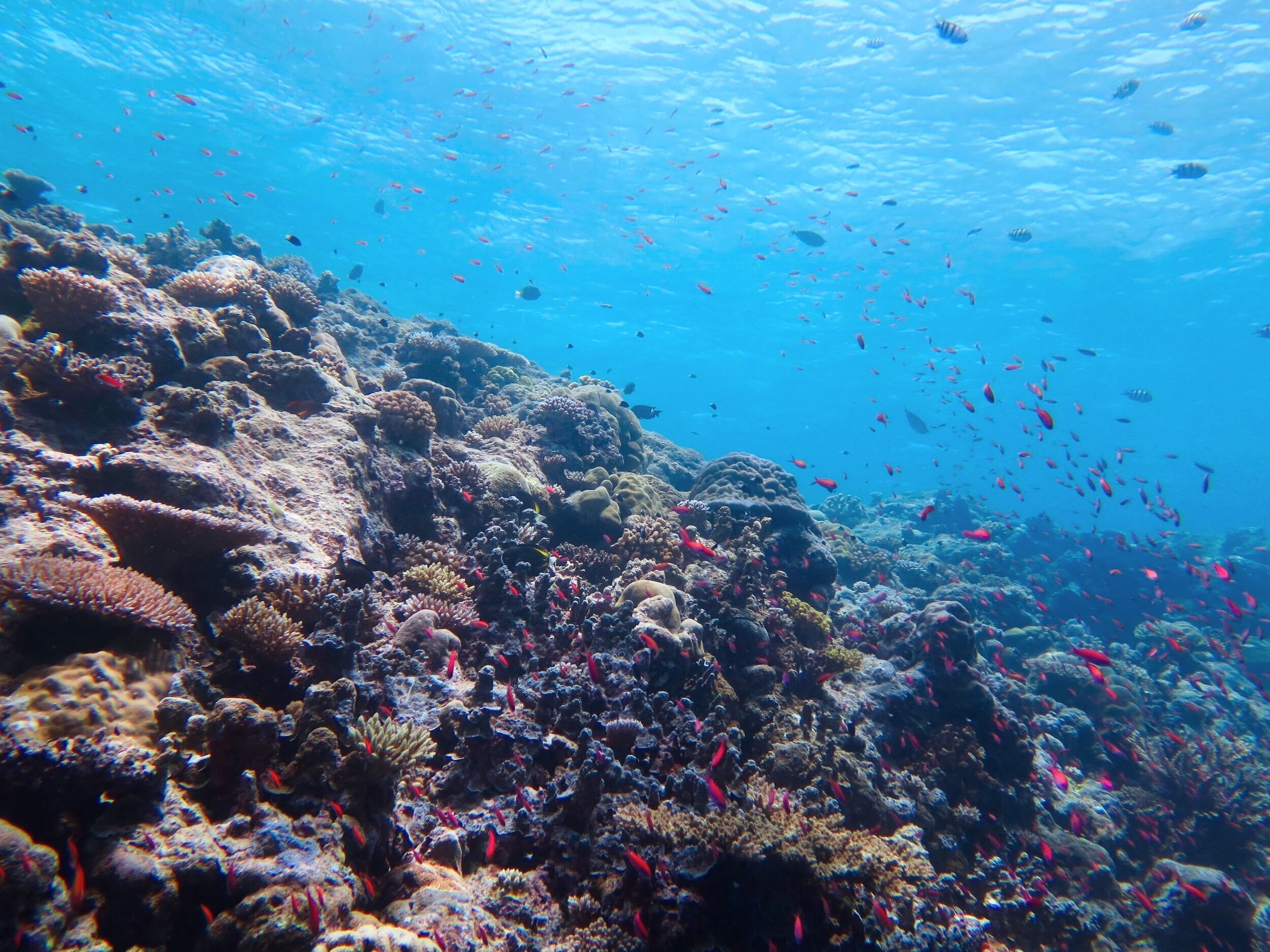 Lessons from the reef: A resilient future for marine tourism