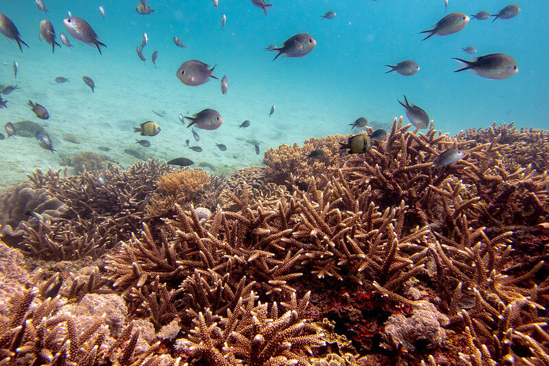 En sætning Oprigtighed Palads 10 surprising facts about coral reefs... — The Reef-World Foundation