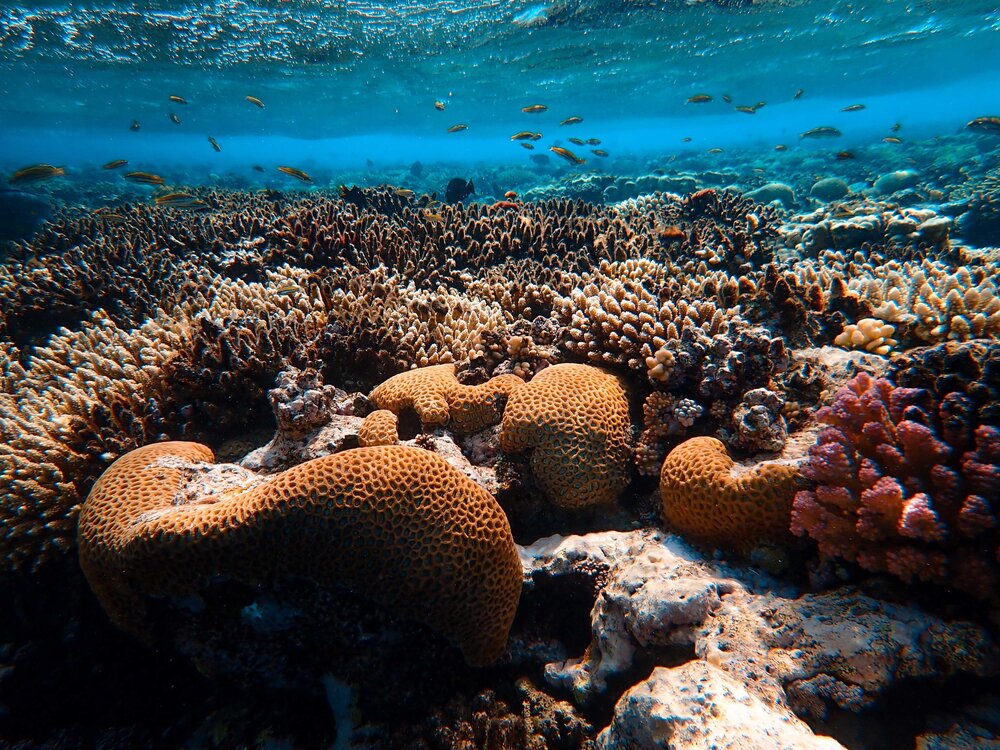 What would happen if there were no coral reefs? — The Reef-World Foundation