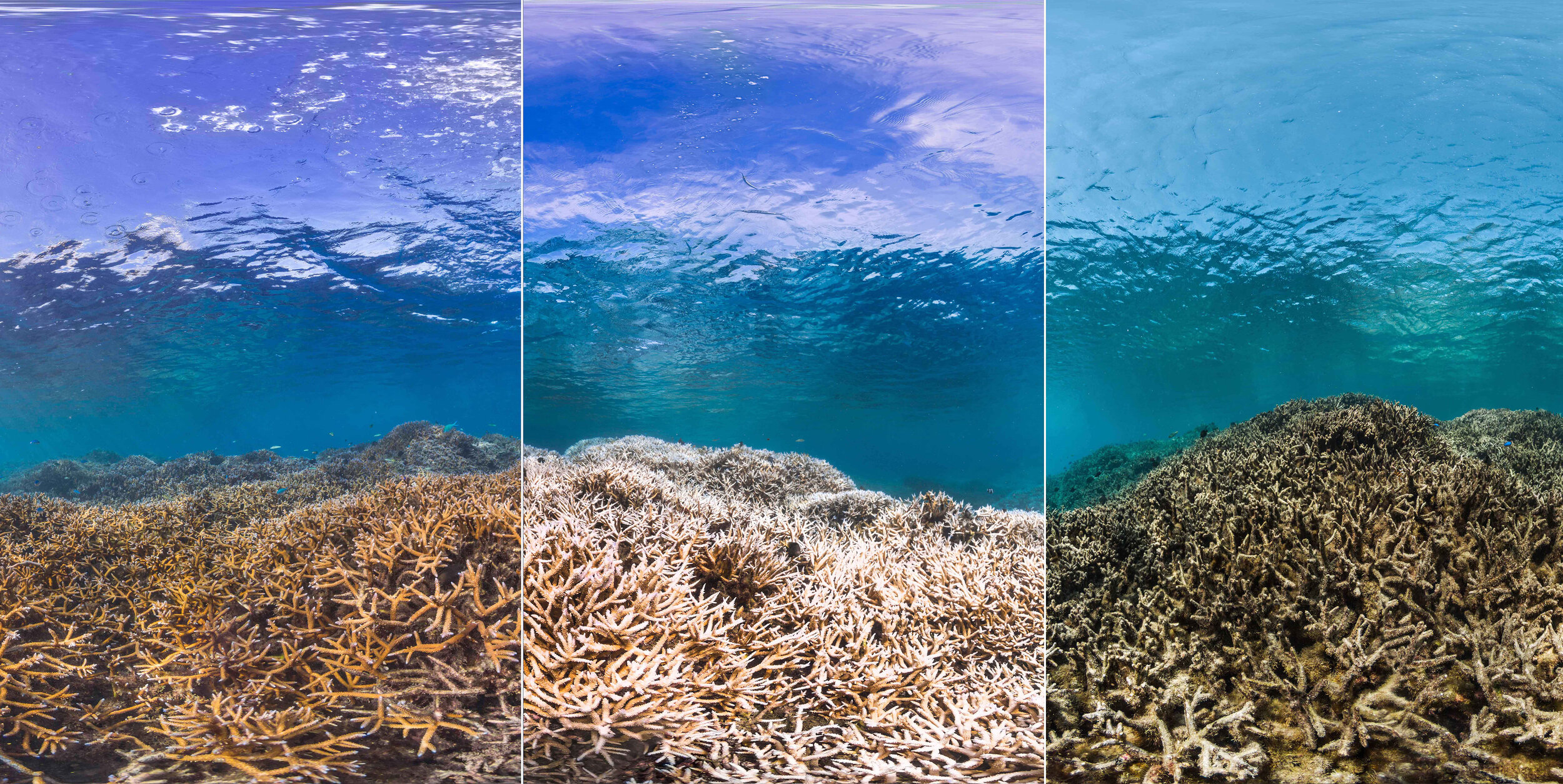 Coral Reefs In Danger Before And After