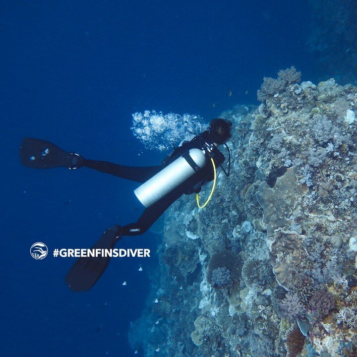 Amongst all the Green Fins tools, there are two ✌️ e-courses designed for dive guides and recreational divers.

🪸 The Green Fins Dive Guide e-course - Learn how to positively influence your guests and help protect coral reefs one dive at a time. Thi