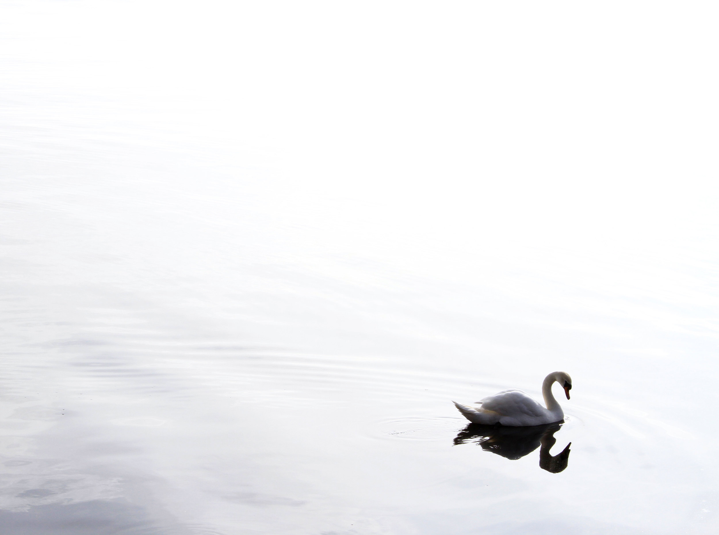 Local wildlife