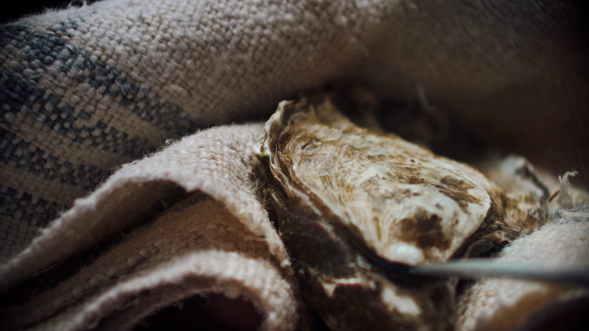Oyster002.png