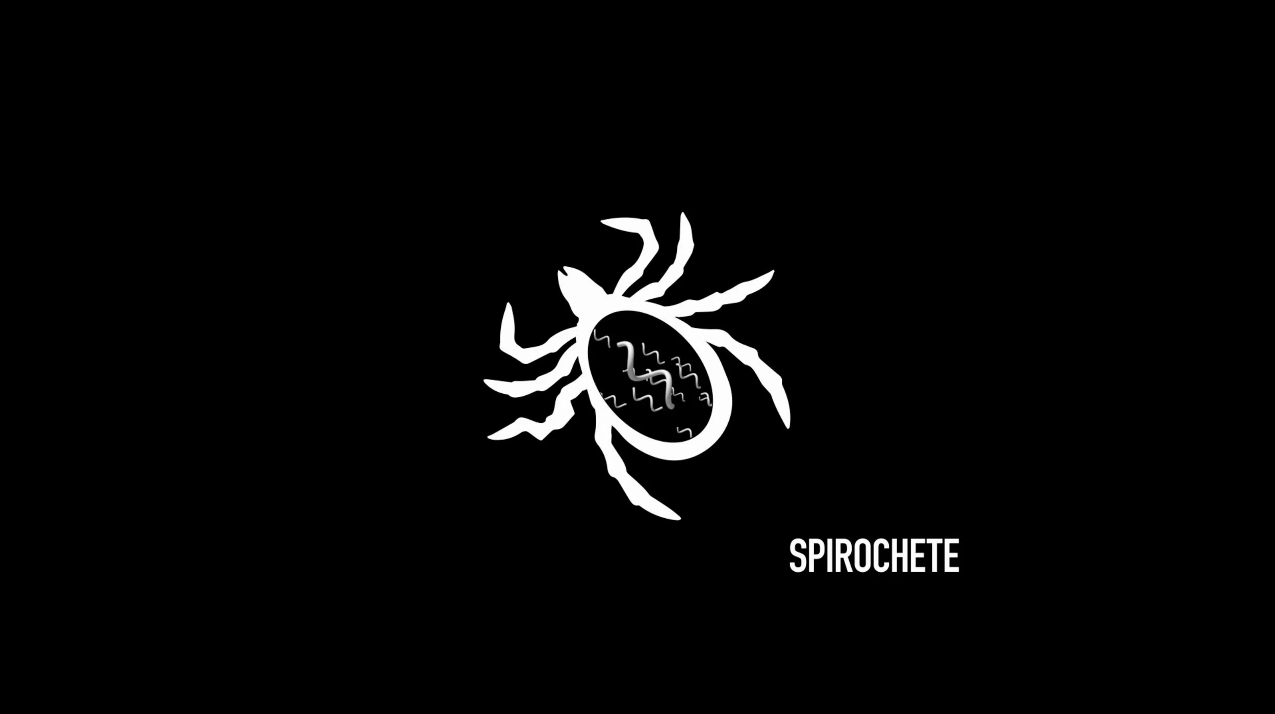 Spirochete is a type of bacteria that causes Lyme disease. It is transmitted into the body by infected tick bites. Many physicians believe there is a link between Lyme disease and Morgellons disease.