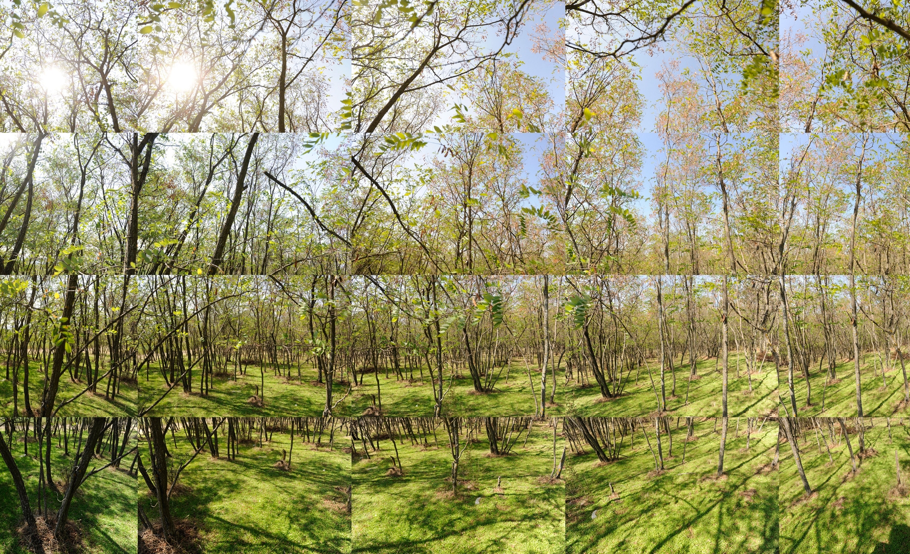 the woods.jpg