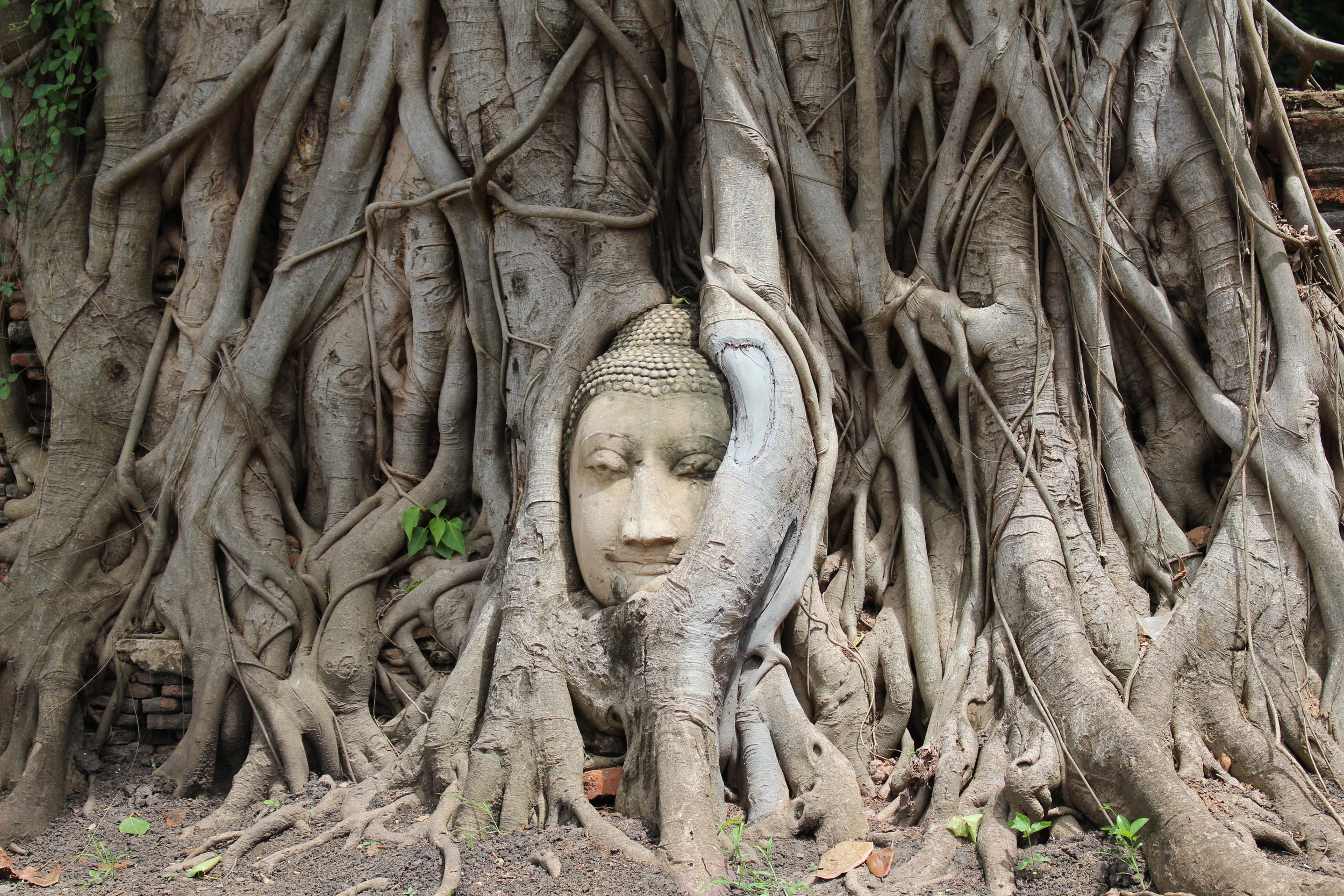 Ayutthaya's famous Buddha head