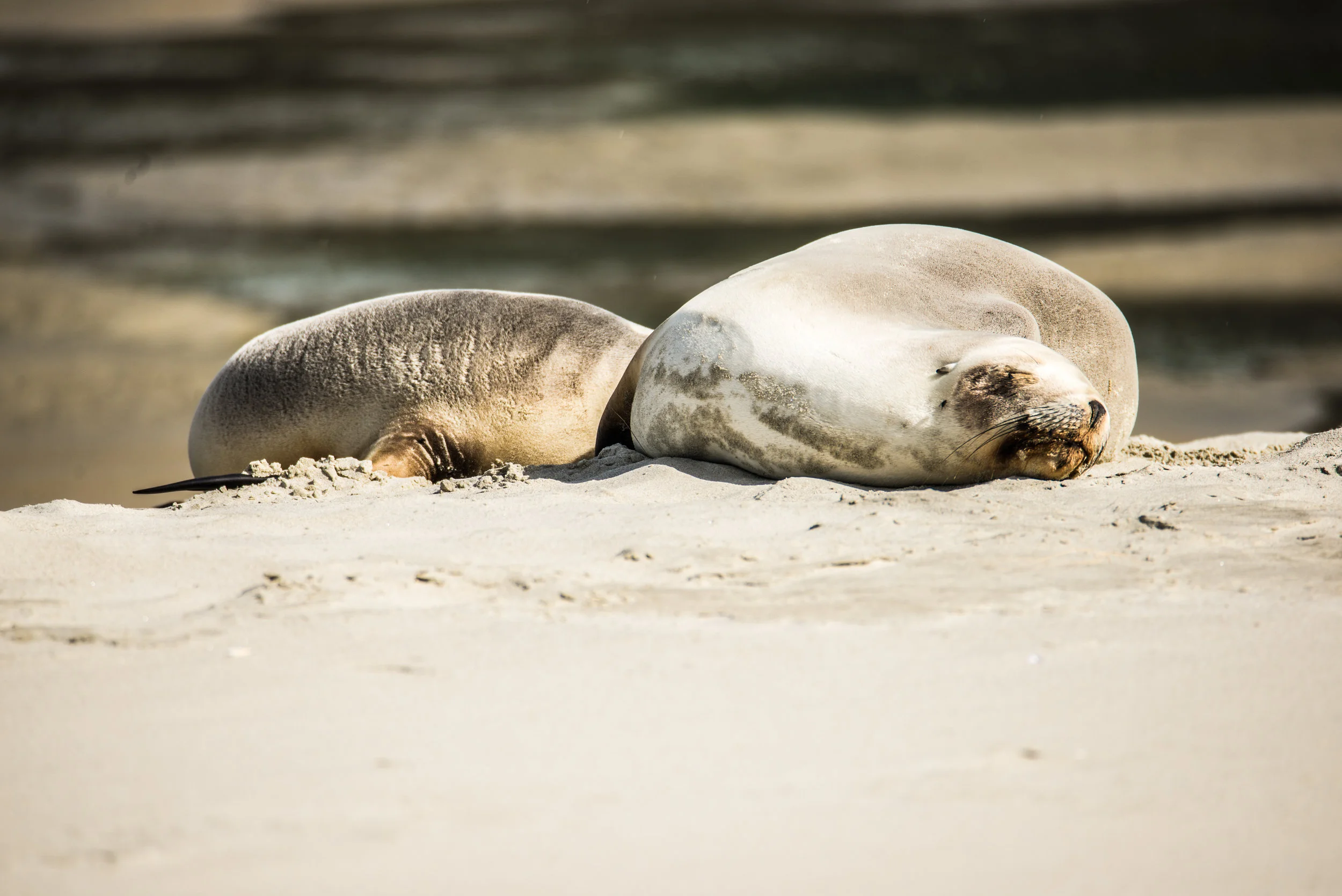 Sea Lions sleeping at Allans Beach