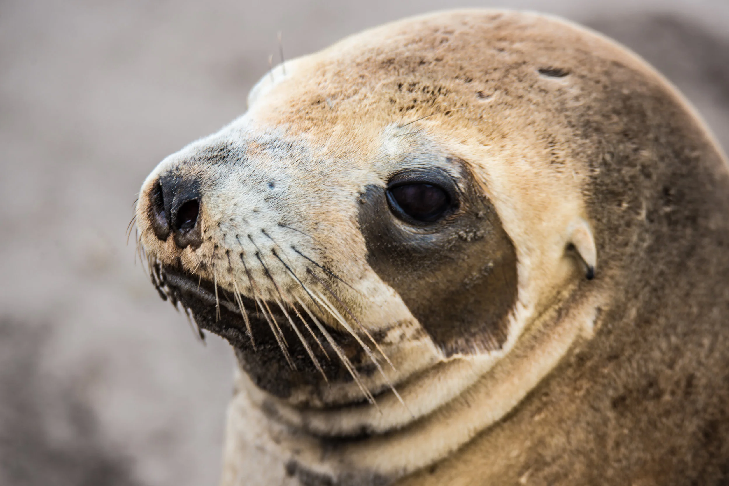 Sea Lion Peninsula-6859.jpg