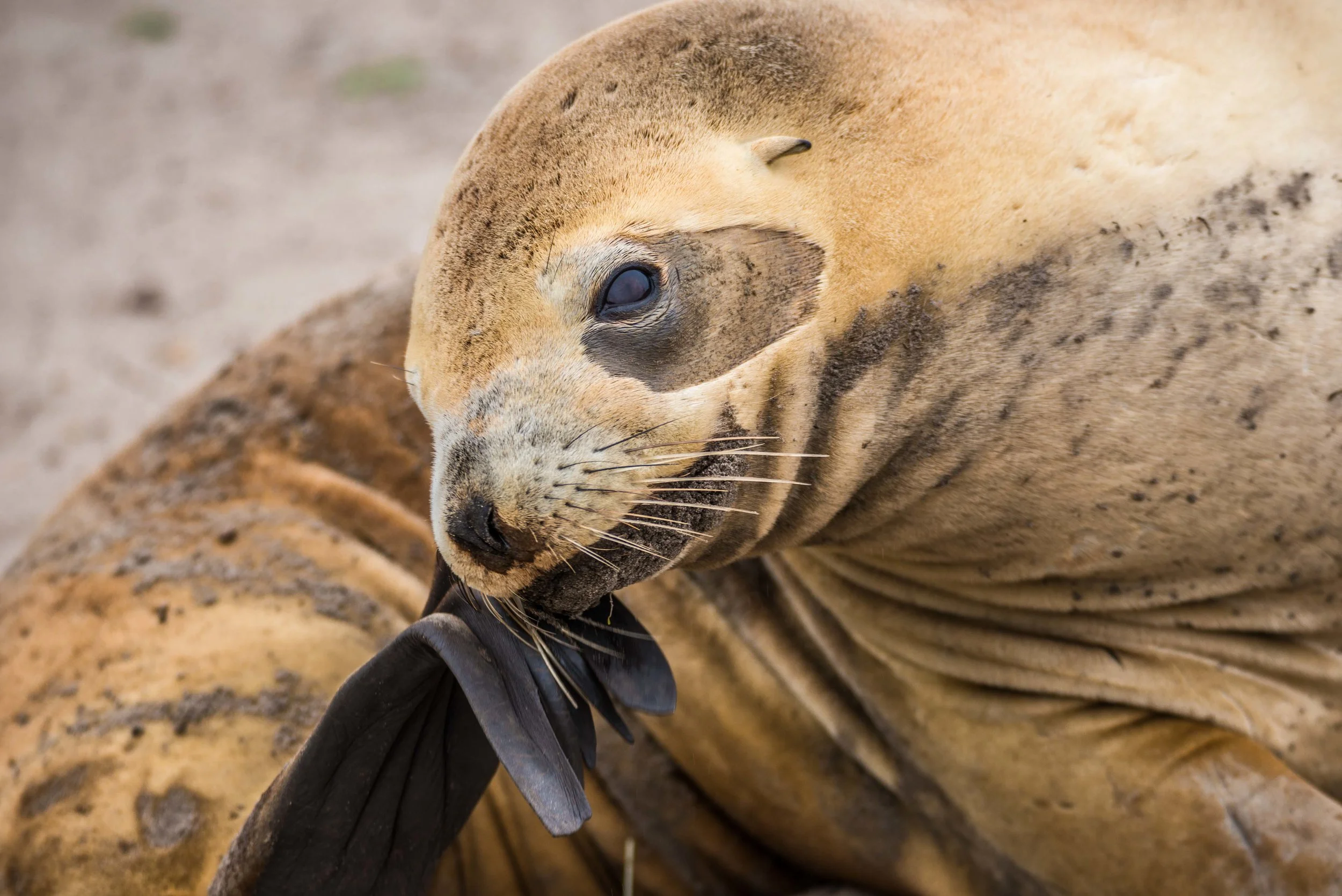 Allans Beach Seals-6885.jpg