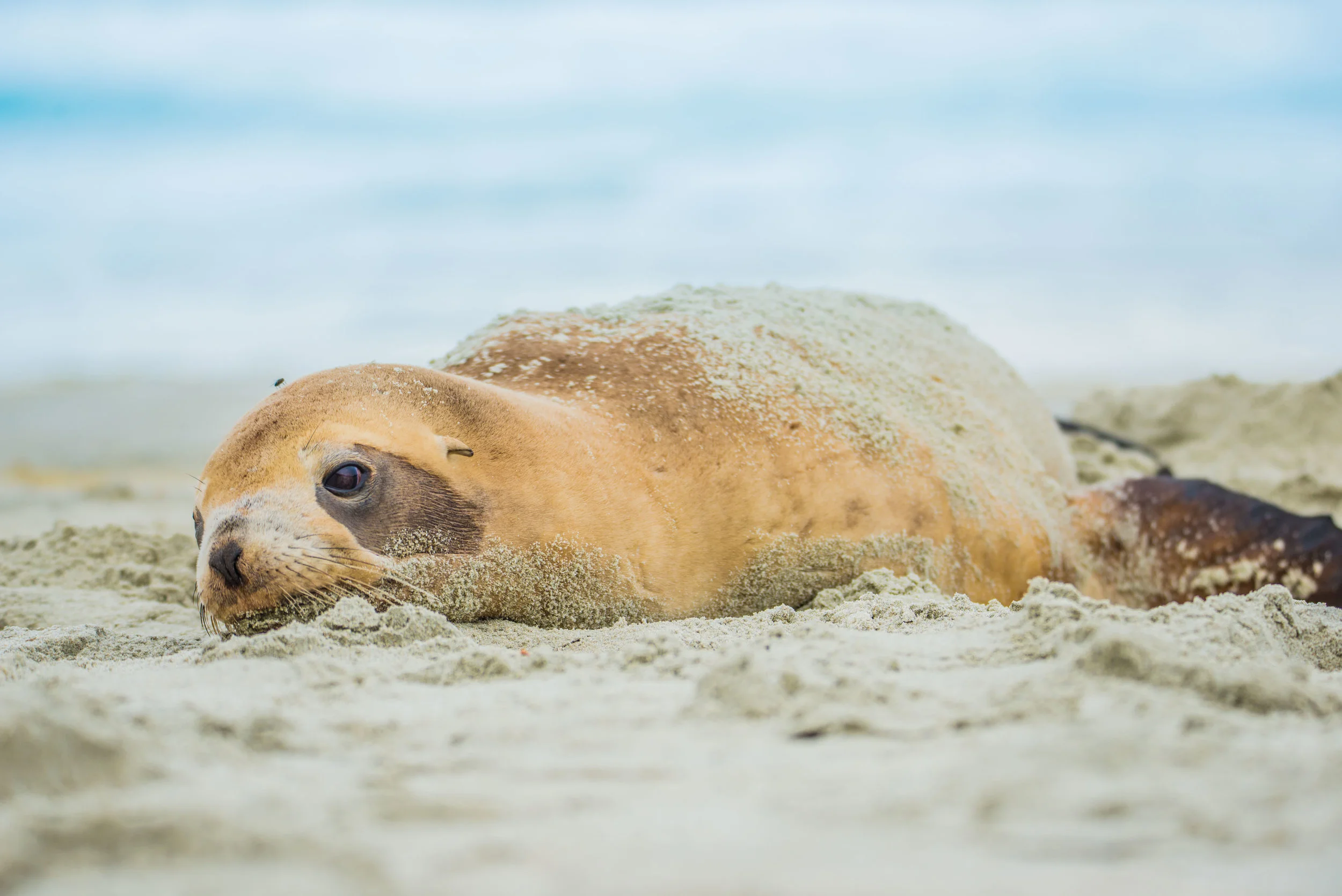 Allans Beach Seals-6980.jpg